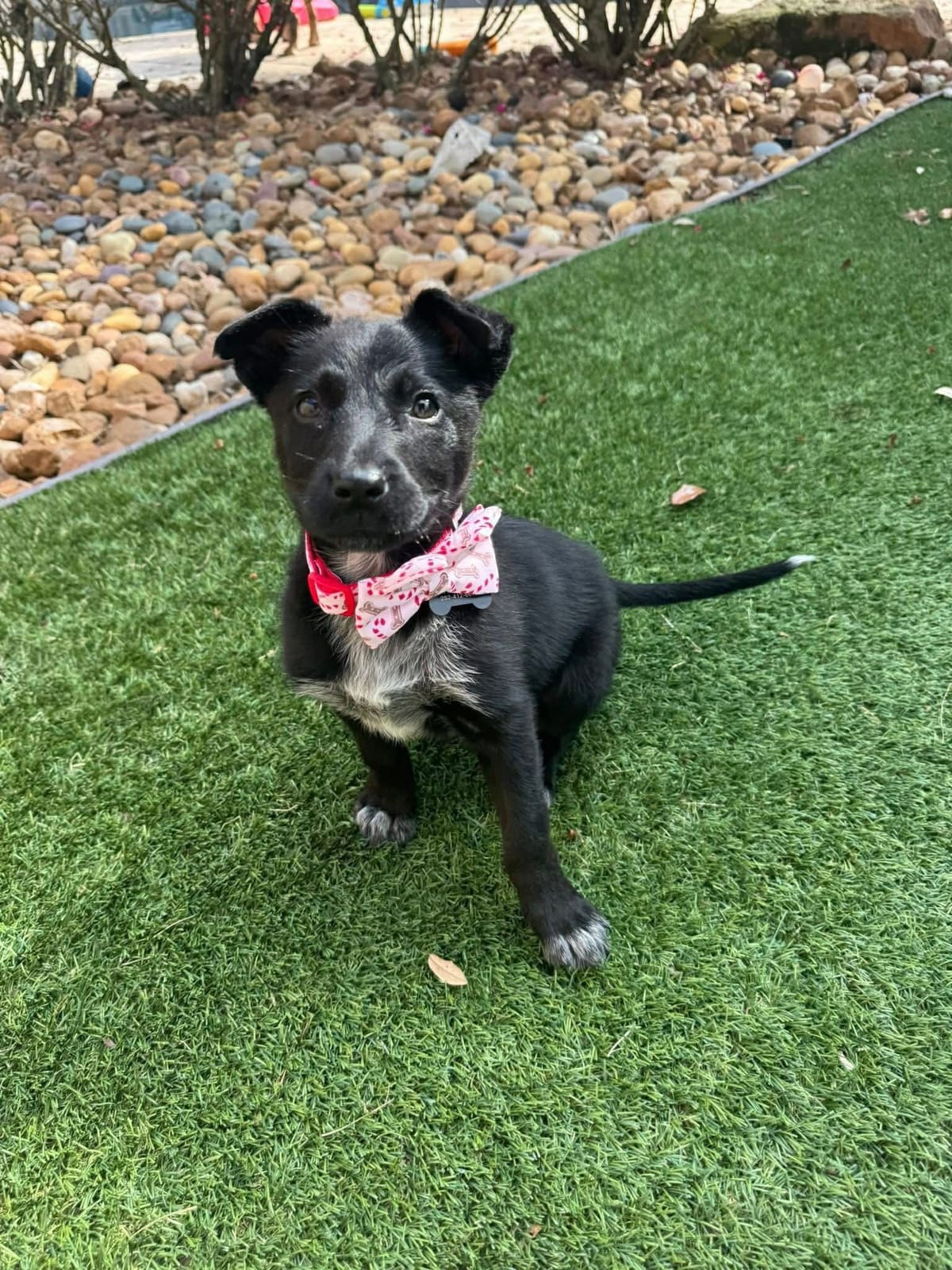 Close-up of a rescue puppy with soulful eyes