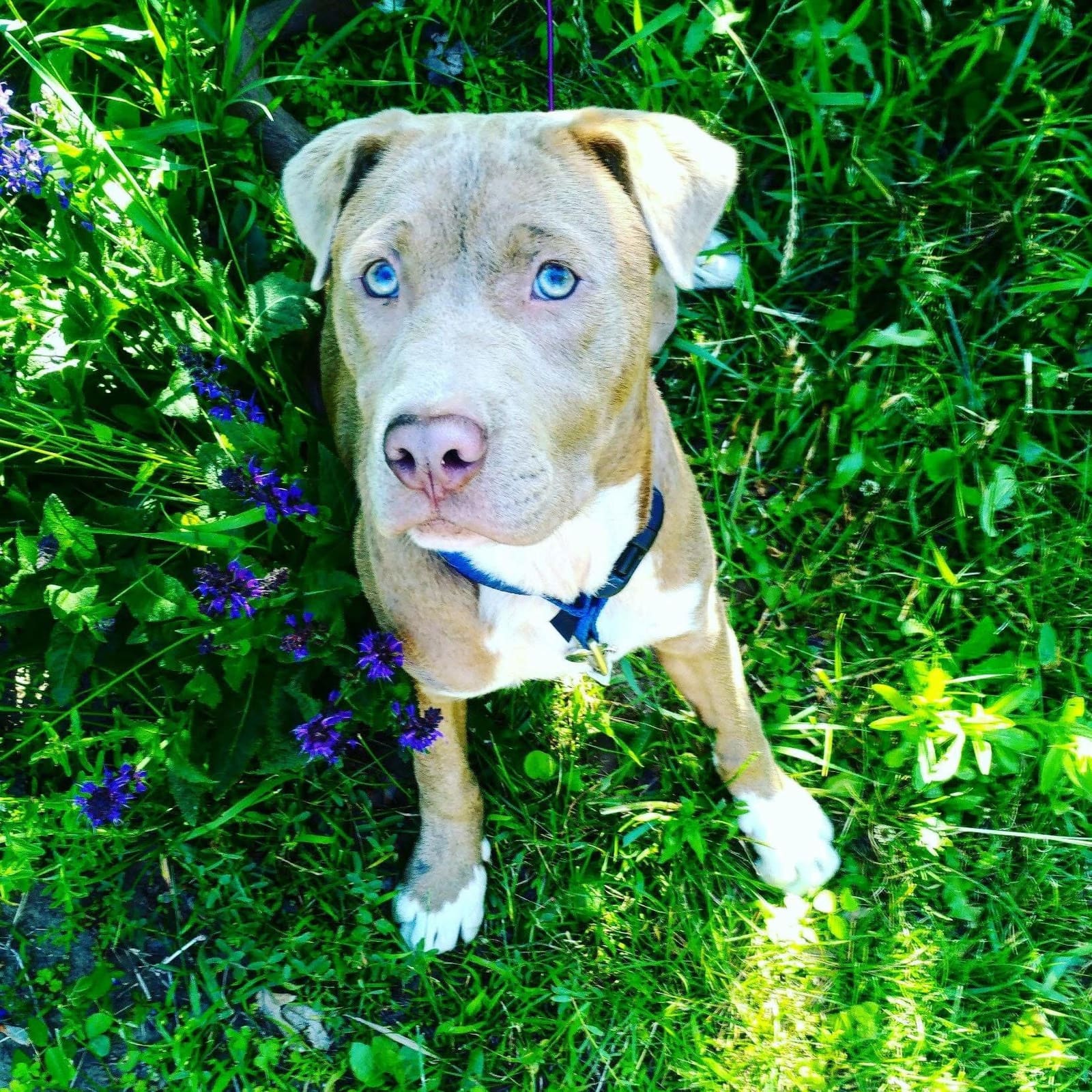 A white Pit Bull with blue eyes in a field of wildflowers