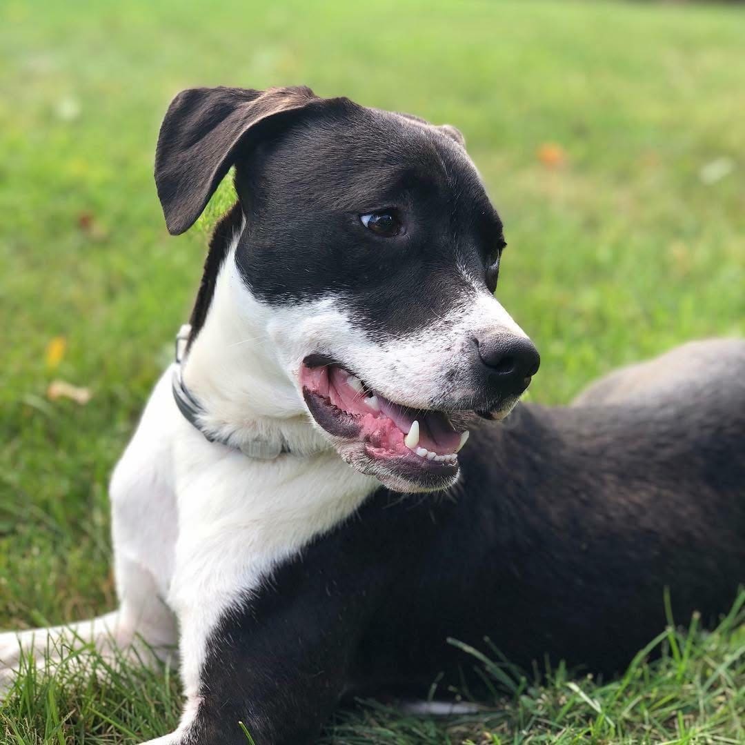 An adopter meeting Thelma, a sweet brown rescue dog, by a Vermont pond