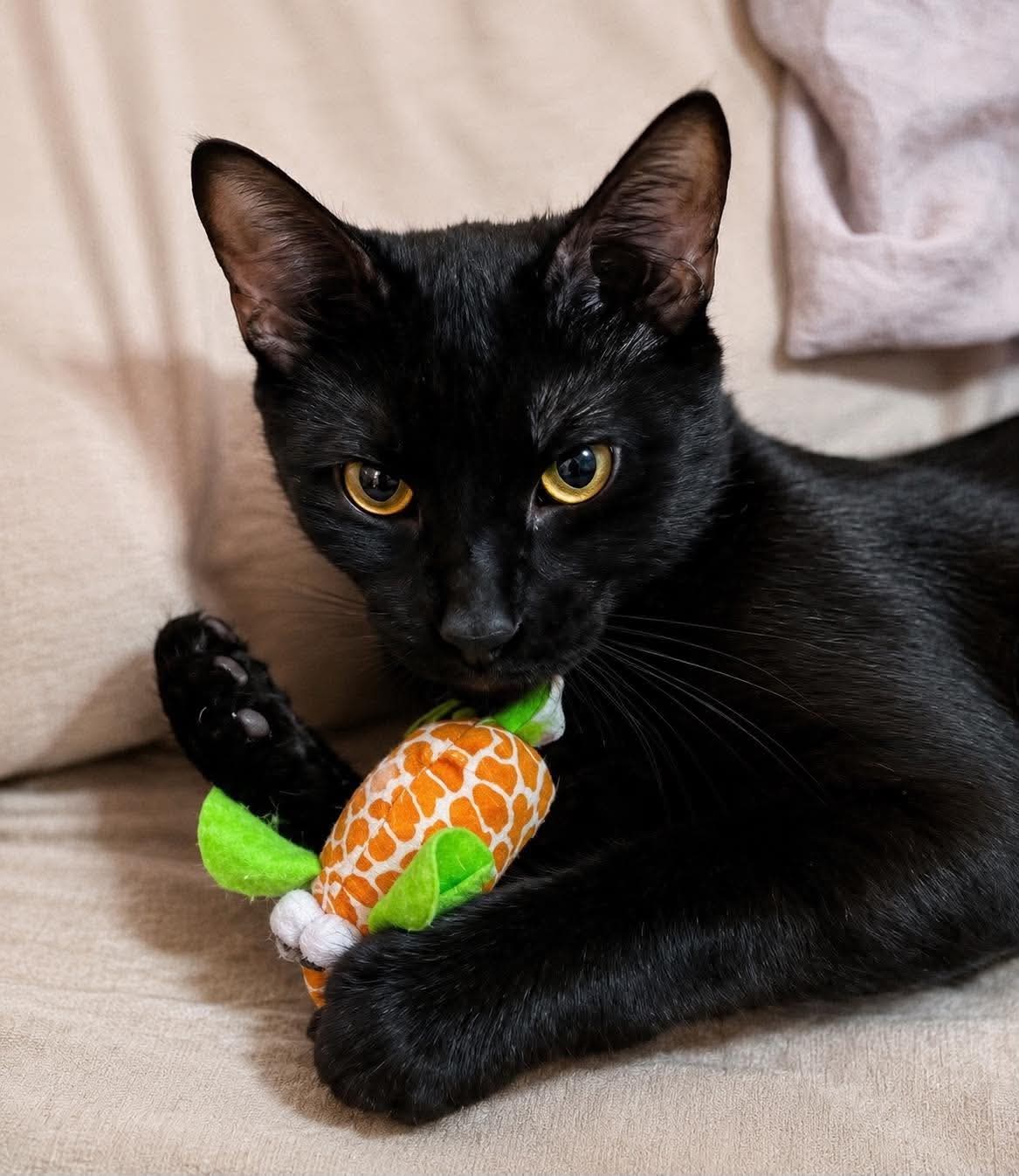 A sleek black cat holding a carrot-shaped toy