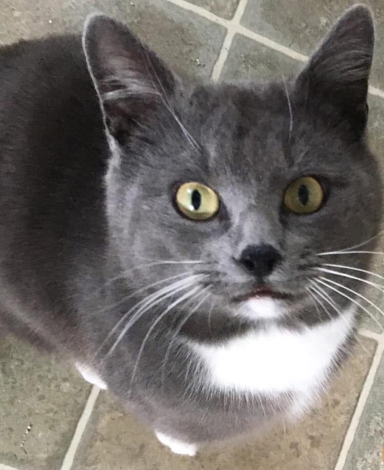 A gray-and-white cat with yellow eyes looking up at the camera