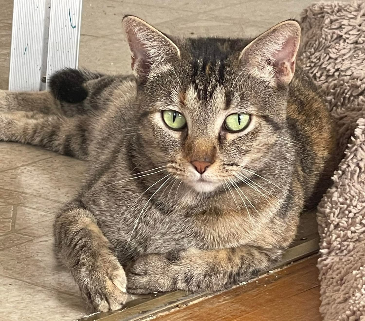 A tabby cat with striking green eyes resting on a cat tree