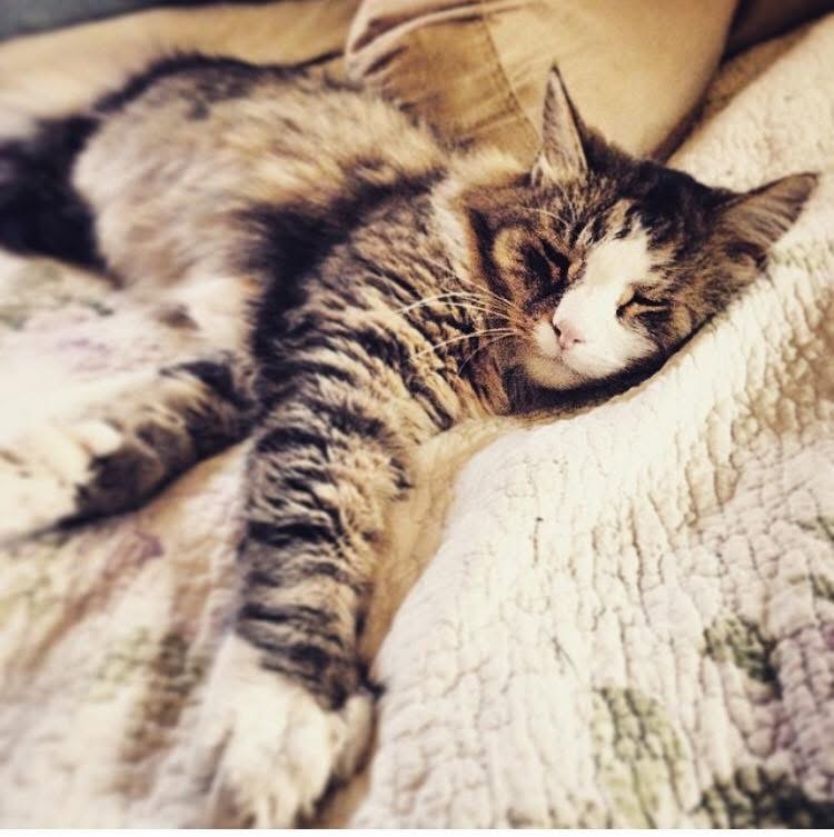 A fluffy tabby cat napping on a quilted blanket