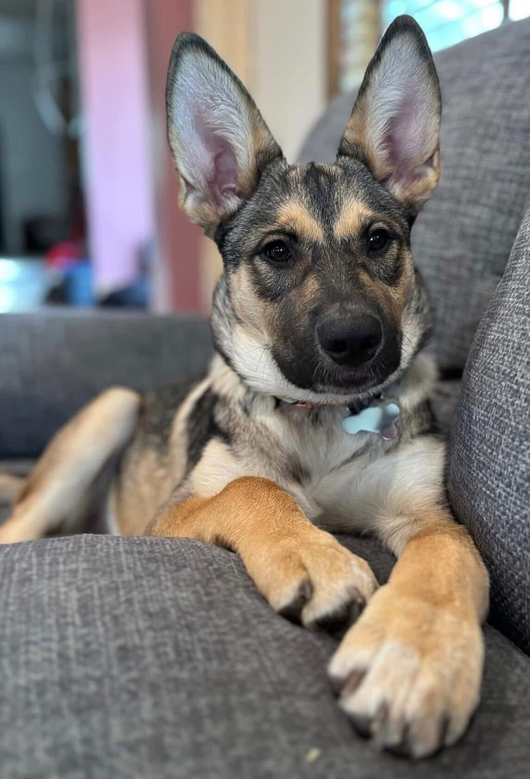 A German Shepherd rescue puppy close-up