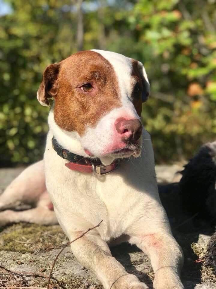 A white and tan Pit Bull mix portrait