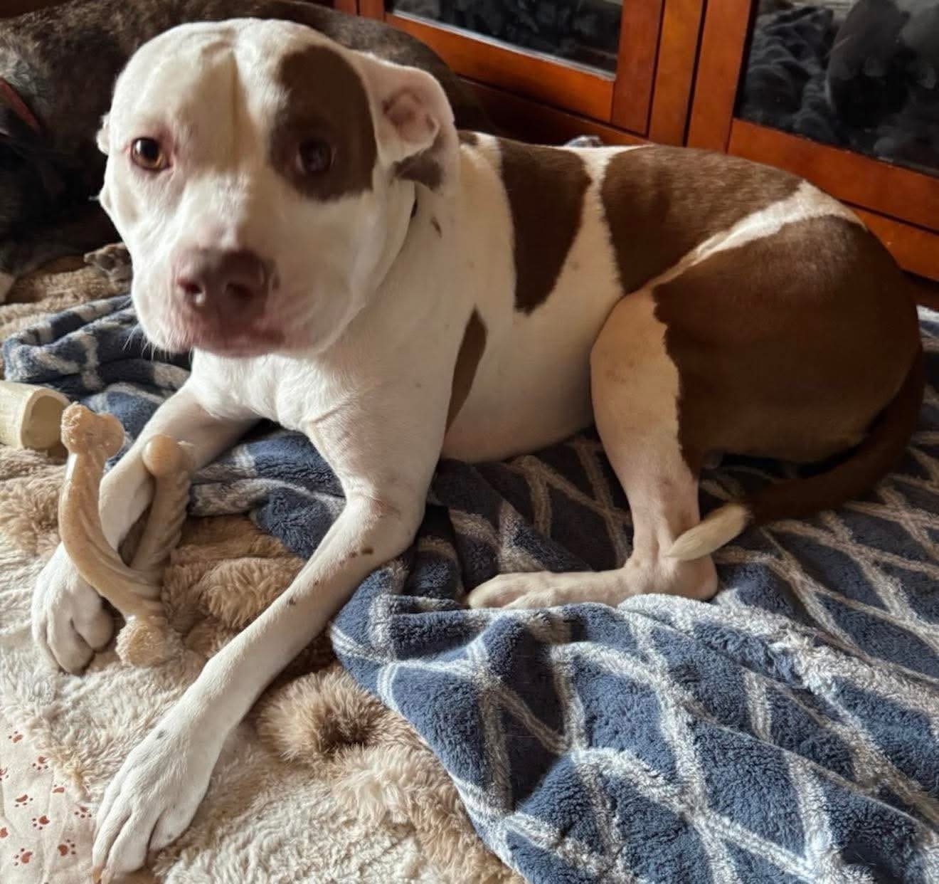 A rescue puppy snuggled with a stuffed tiger toy in foster care
