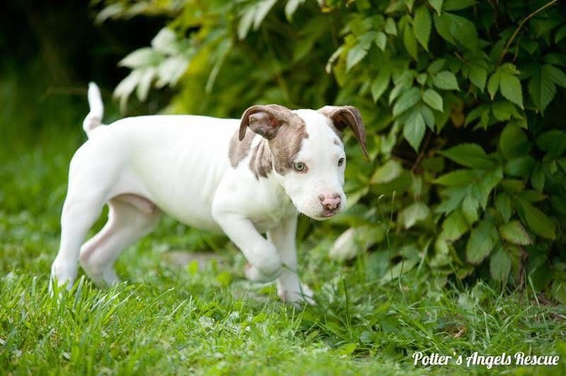 A rescue dog resting in a sunny window — every purchase supports dogs like this one