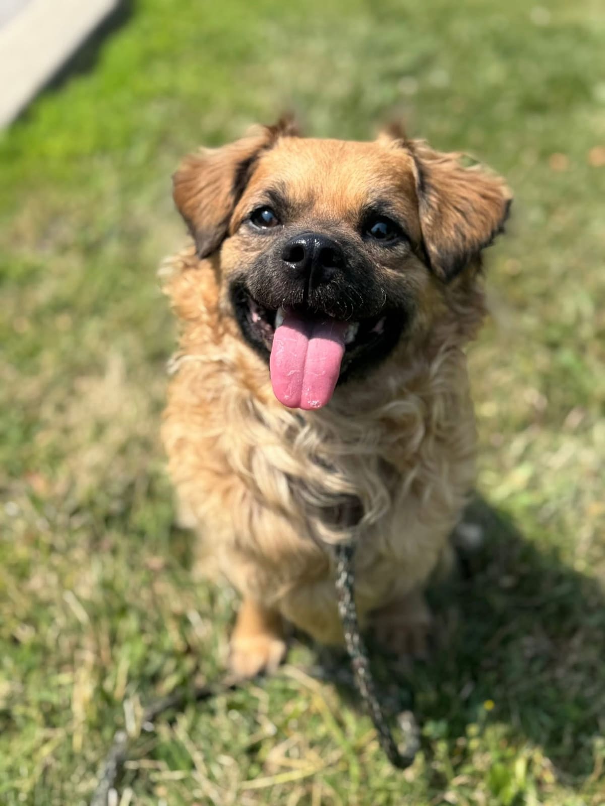 A yellow lab puppy sitting in the grass with a joyful open-mouth smile