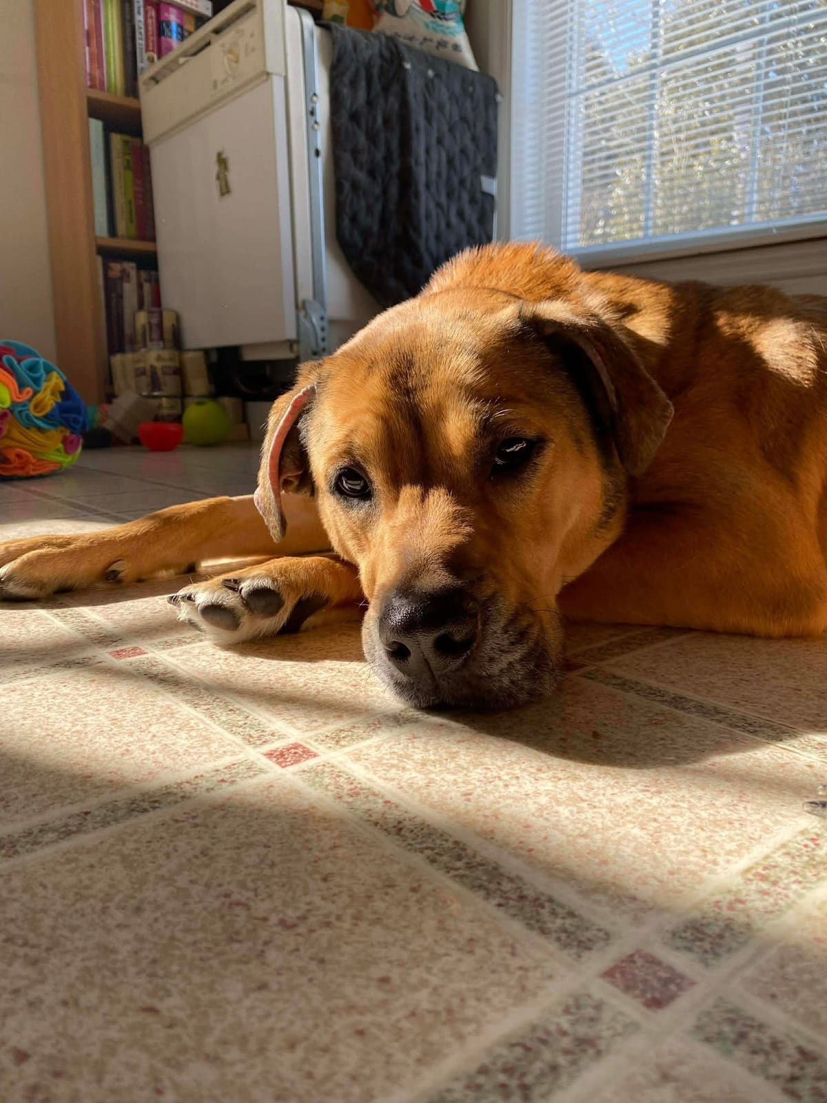 A golden puppy looking up on the hardwood floor of a foster home