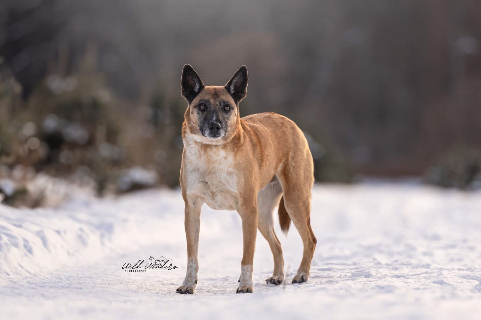 Portrait of a spotted rescue dog in a sunlit yard