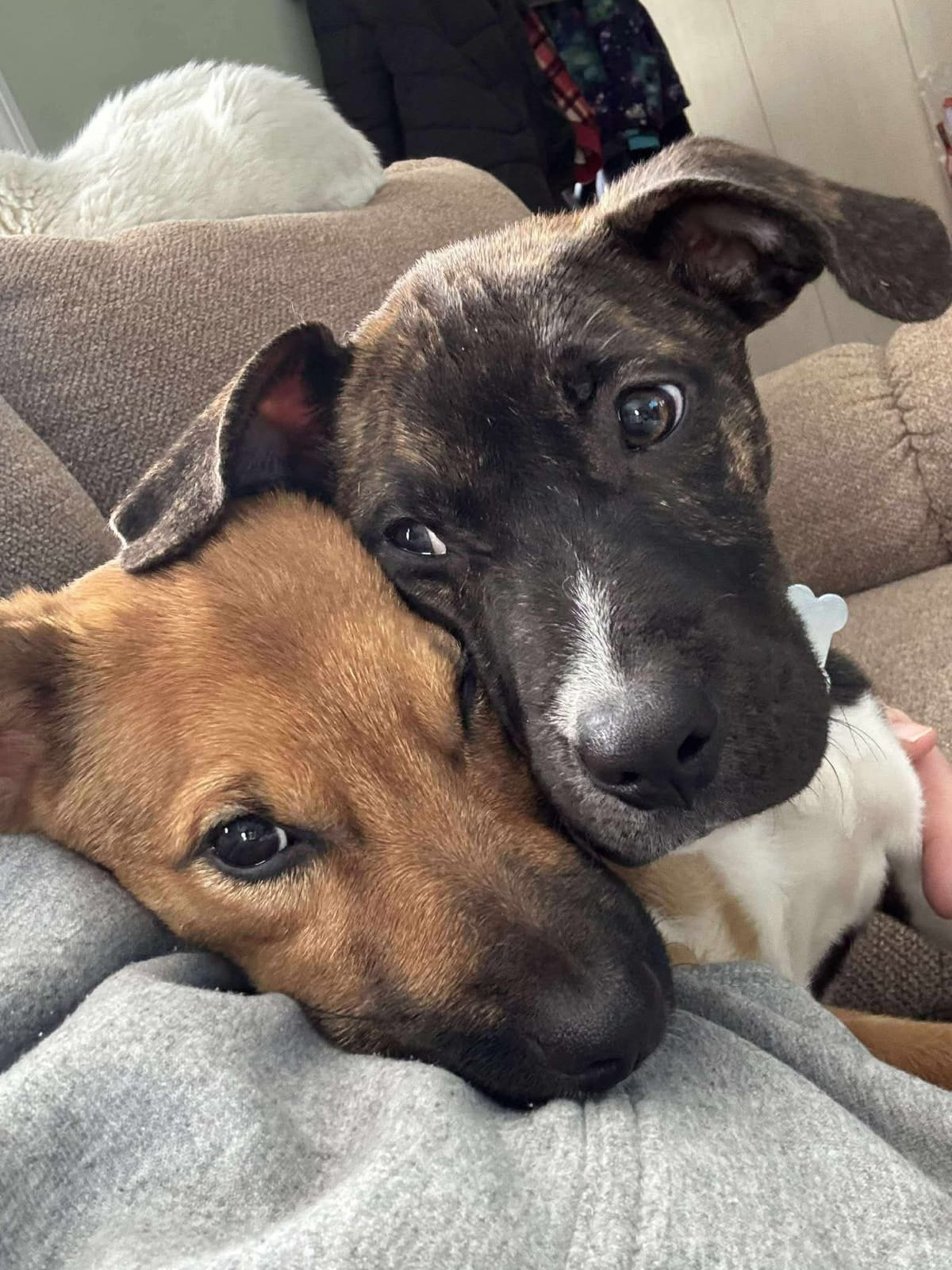 Two rescue puppies snuggled together in a soft blanket